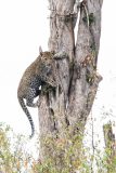 Leopard Cub