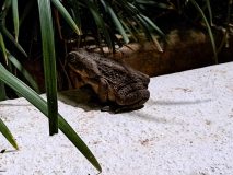 Cane toad