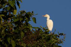 Cattle Egret