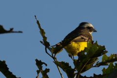 Social flycatcher