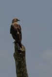 Yellow-headed Caracara