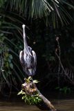 Great blue heron