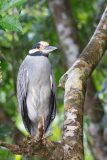 Yellow-crowned night heron