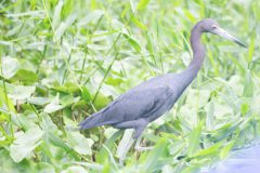Little blue heron