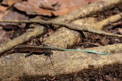 Whiptail Lizard
