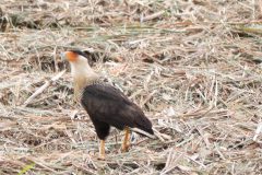 Northern crested caracara