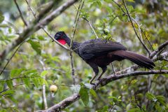 Crested guan