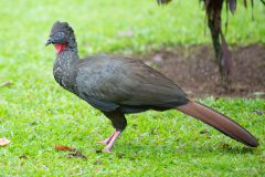 Crested guan