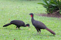 Crested guans