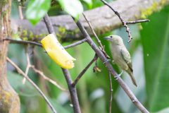 Palm tanager