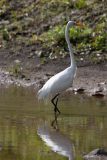 Great egret