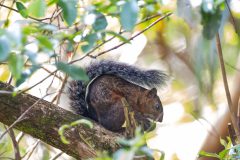 Variegated squirrel