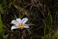 Sobralia orchid