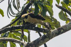 Laughing falcon
