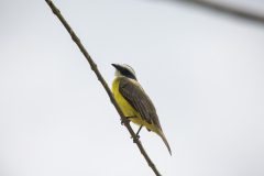 Social flycatcher