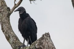 Black vulture