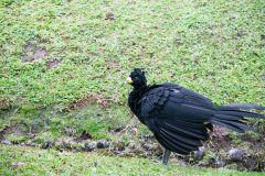 Black curassow
