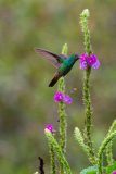 Rufous-tailed hummingbird