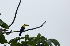 Keel-billed toucan