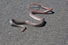Neotropical Whip Snake
