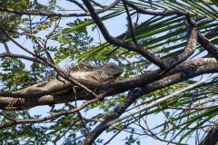 Green iguana