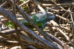 Green iguana