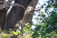 Limpkin