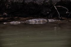 American crocodile