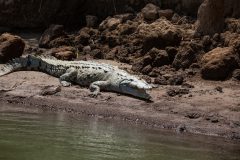American crocodile