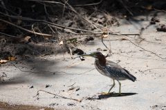 Green heron