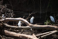 Cattle egret