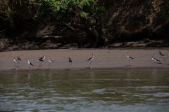 Black-necked Stilt