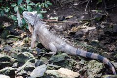 Green iguana