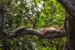 Female and male Green Iguanas