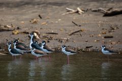 Black-necked stilt