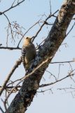 Hoffmann’s Woodpecker