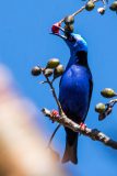 Red-legged honeycreeper