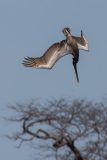 Brown Pelican diving