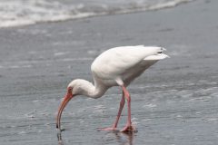 American white ibis