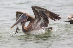 Brown Pelican