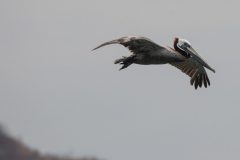 Brown Pelican