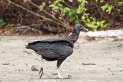Black vulture