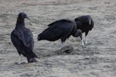 Black Vultures