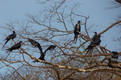 Frigatebirds