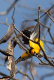 Altamira oriole