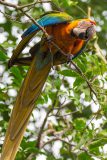Blue-and-yellow macaw