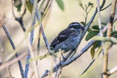 Female Rose-breasted Grosbeak