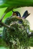 Purple-throated mountaingem