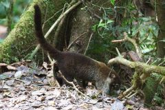 White-nosed coati