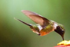 Magenta-throated woodstar